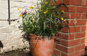 Pots and Troughs_image_081