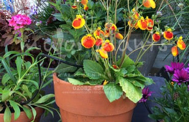 Pots and Troughs_image_083