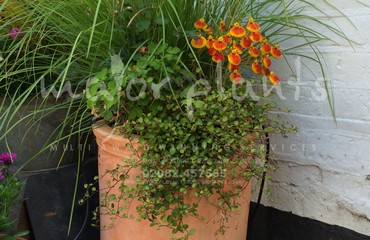 Pots and Troughs_image_084