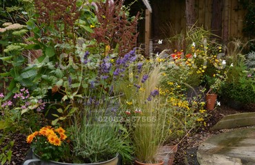Pots and Troughs_image_085
