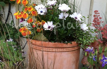 Pots and Troughs_image_102