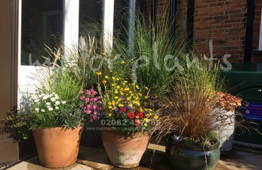 Pots and Troughs_image_105