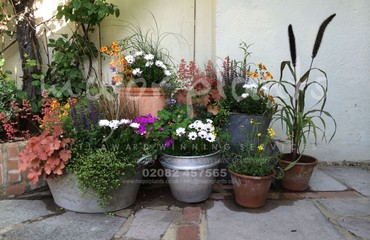 Pots and Troughs_image_128