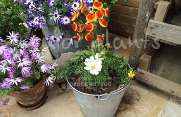 Pots and Troughs_image_136