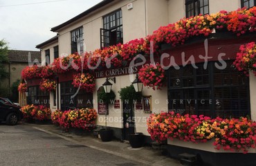 Window Boxes for Pubs_image_012