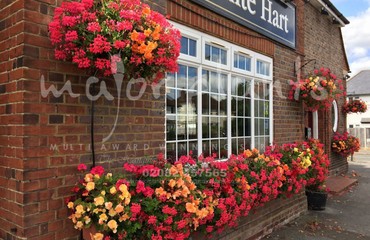 Window Boxes for Pubs_image_018