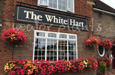 Window Boxes for Pubs_image_028