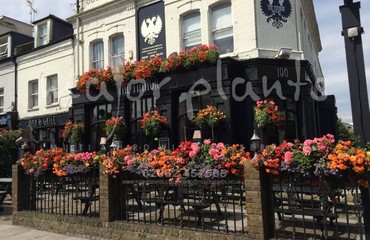 Window Boxes for Pubs_image_096