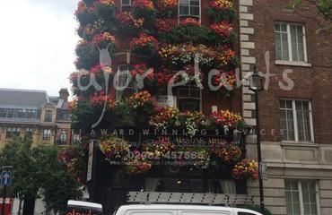 Window Boxes for Pubs_image_140